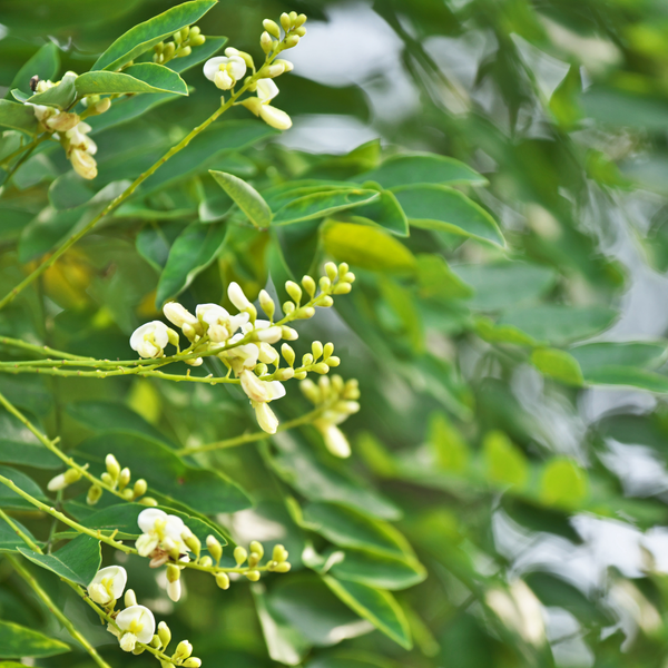 Quercetin-rich Sophora japonica flowers and powder.