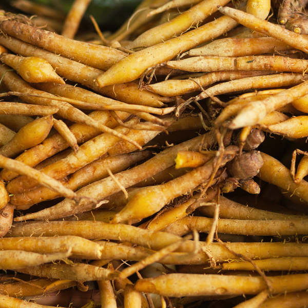 Japanese Knotweed roots and powdered extract with resveratrol label.
