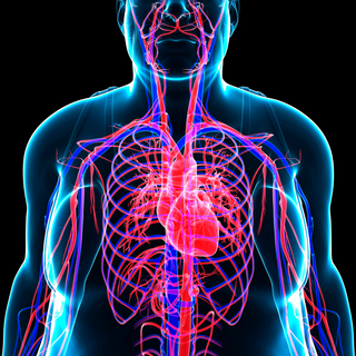 Human circulatory system illustration — “Circulation Support”: helps maintain healthy blood flow and performance.