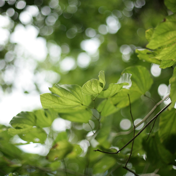 Green leaves in soft sunlight representing natural daily energy and vitality.